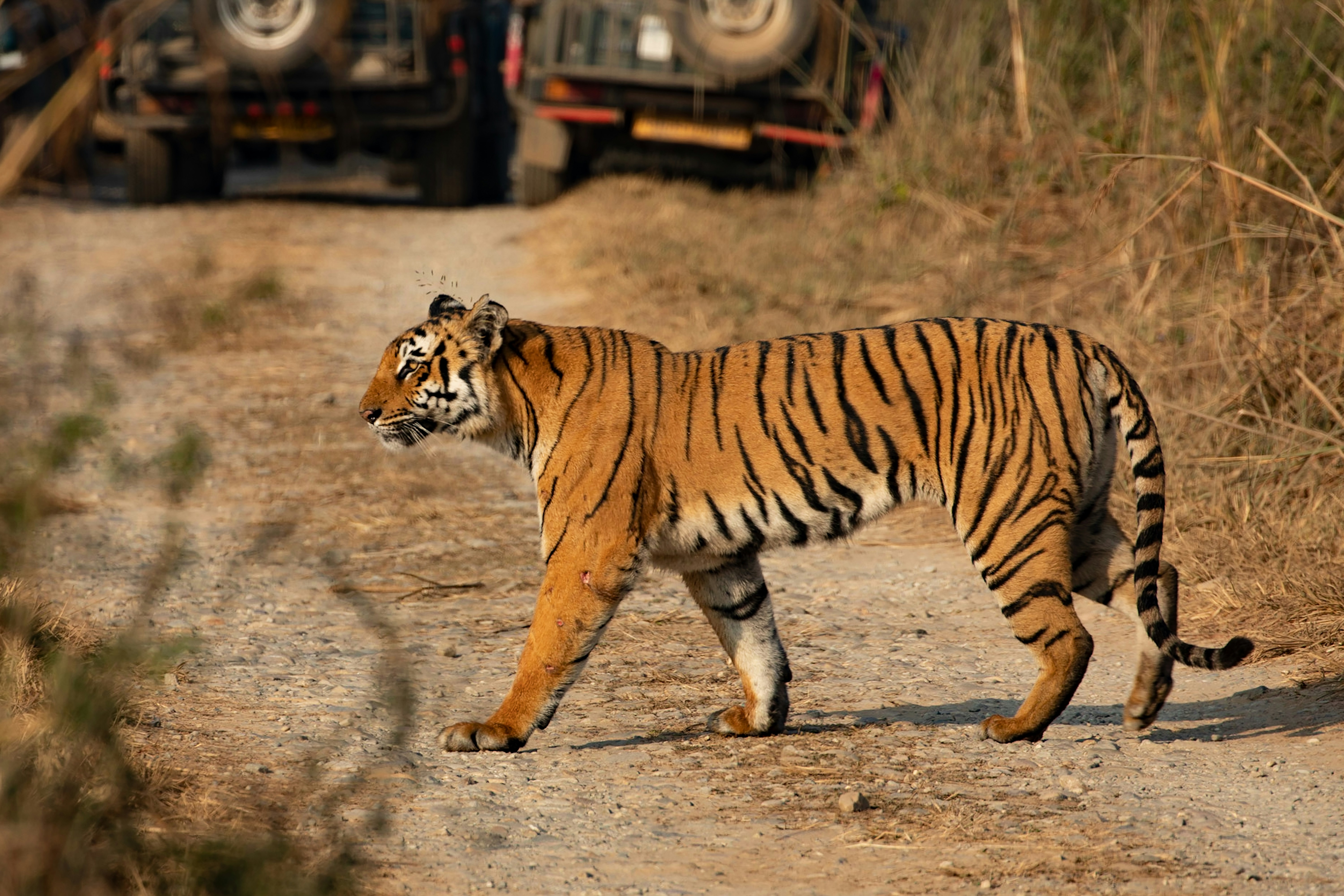 Jim Corbett Weekend Special